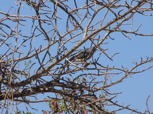 Lizard Buzzard