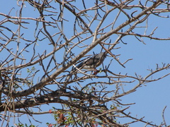 Kaupifalco monogrammicus