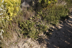 Protea acaulos
