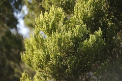 Erica tristis