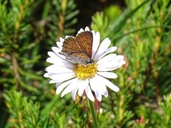 Tharsalea mariposa