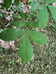 Carya tomentosa
