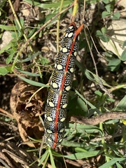 Hyles euphorbiae