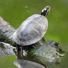 Chrysemys picta picta