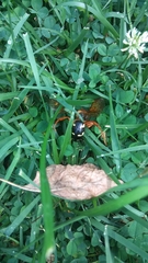 Sphecius speciosus