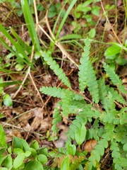 Comptonia peregrina