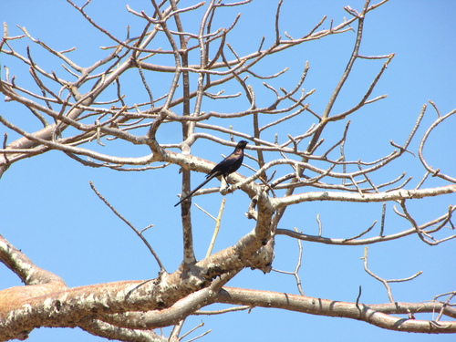 Meves's Starling