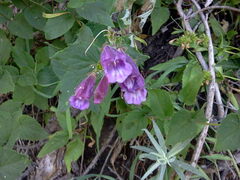 Nothochelone nemorosa