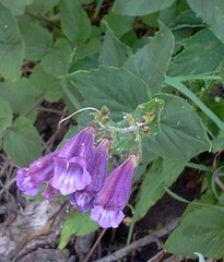 Nothochelone nemorosa