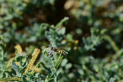 Campsomerinae