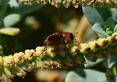 Collops quadrimaculatus