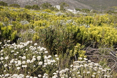 Protea lepidocarpodendron