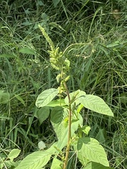 Amaranthus viridis