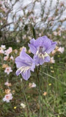 Gladiolus carinatus