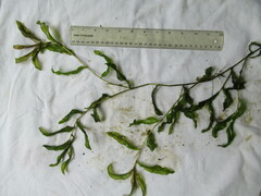 Potamogeton amplifolius