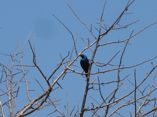 Cape Starling