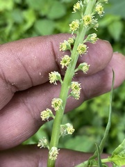 Reseda luteola
