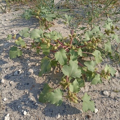 Xanthium orientale riparium