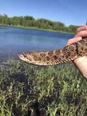 Heterodon nasicus