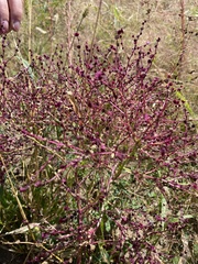 Cycloloma atriplicifolium