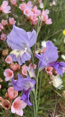 Gladiolus carinatus