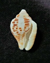 Columbella mercatoria