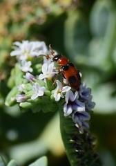 Collops quadrimaculatus
