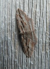 Austrocidaria gobiata