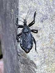 Apiomerus longispinis