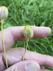 Lilieae