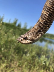 Heterodon nasicus