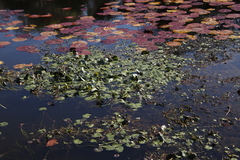 Nymphoides thunbergiana