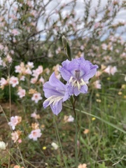 Gladiolus carinatus