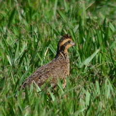 Colinus virginianus