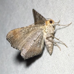 Macaria transitaria