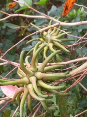 Eucalyptus conferruminata