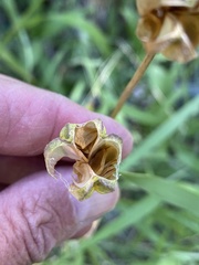 Lilieae