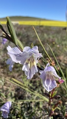 Gladiolus carinatus