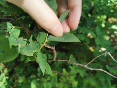 Vaccinium alaskaense