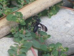 Tritoxa flexa