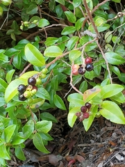 Vaccinium ovatum