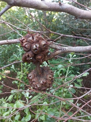 Eucalyptus conferruminata