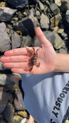 Hemigrapsus sanguineus