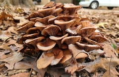 Desarmillaria caespitosa