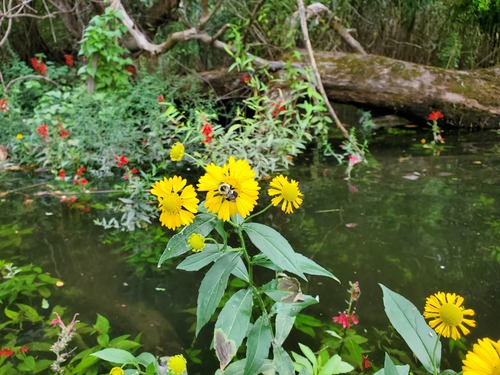 Helenium autumnale