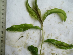 Potamogeton amplifolius