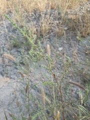 Salsola