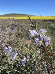 Gladiolus carinatus