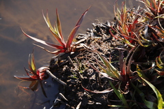 Juncus lomatophyllus