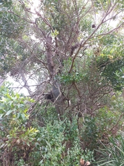 Eucalyptus conferruminata